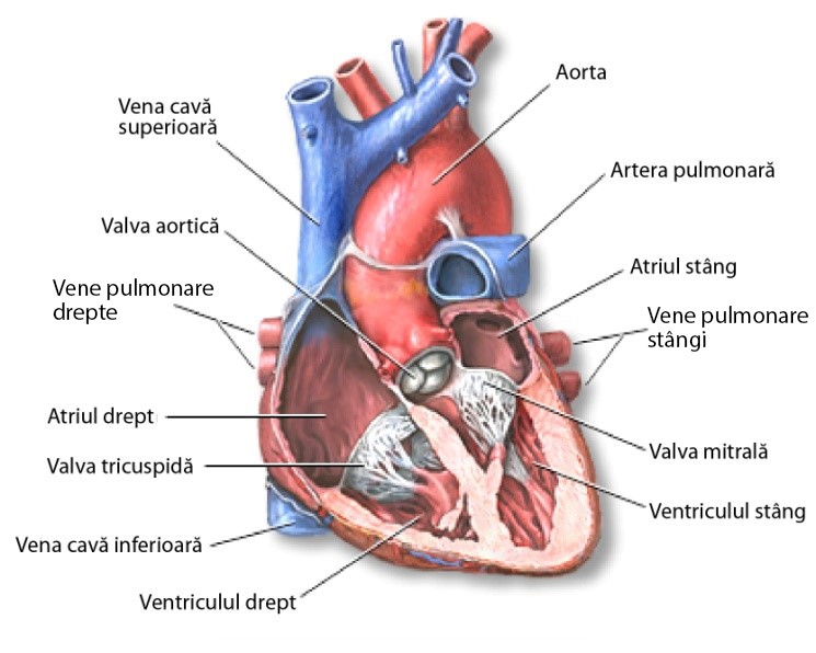 Malformație cardiacă congenitală - schemă