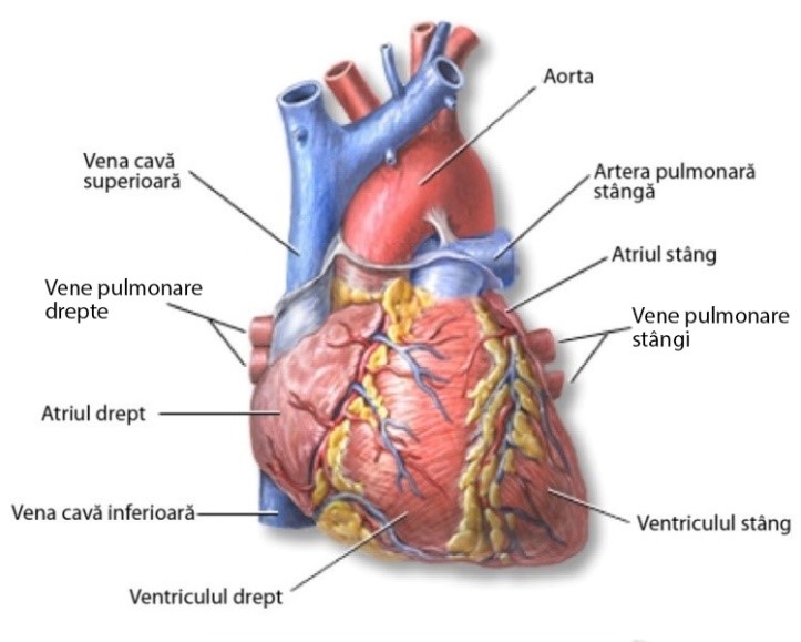 Tip de malformație cardiacă