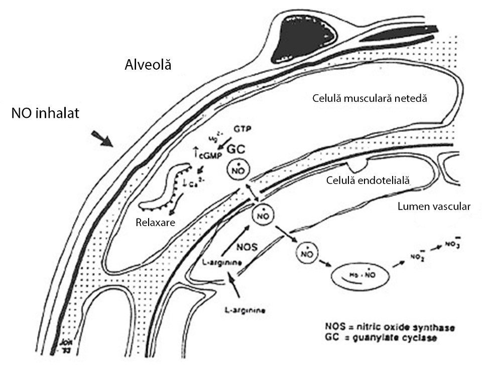 Schema mecanismului de acțiune al oxidului nitric